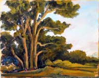 Eucalyptus Grove.jpg